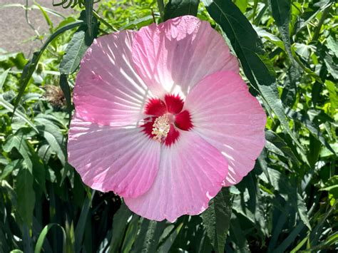 芙蓉樹開花